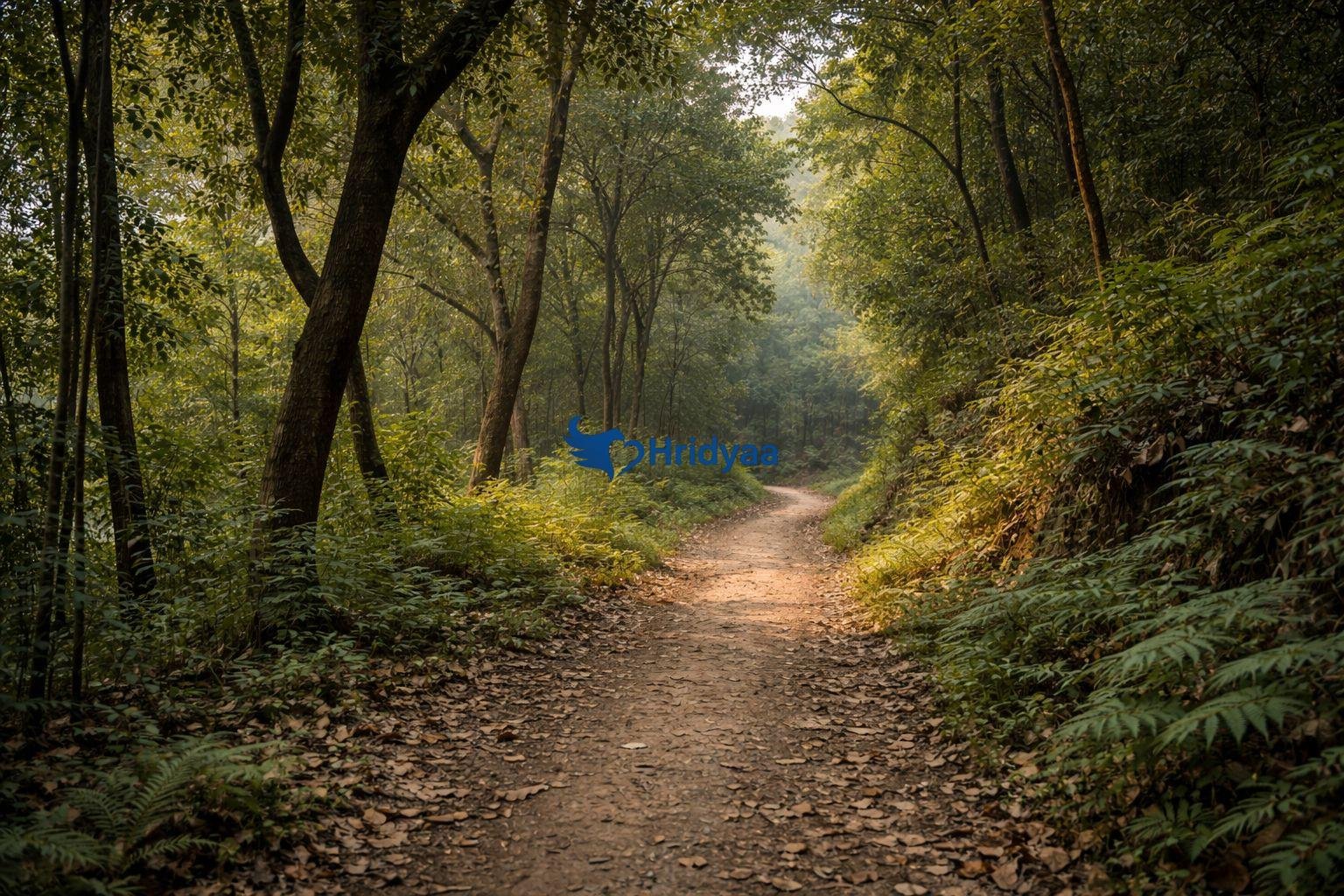 Silent forest trail near Shivpuri offering a calm escape from town areas