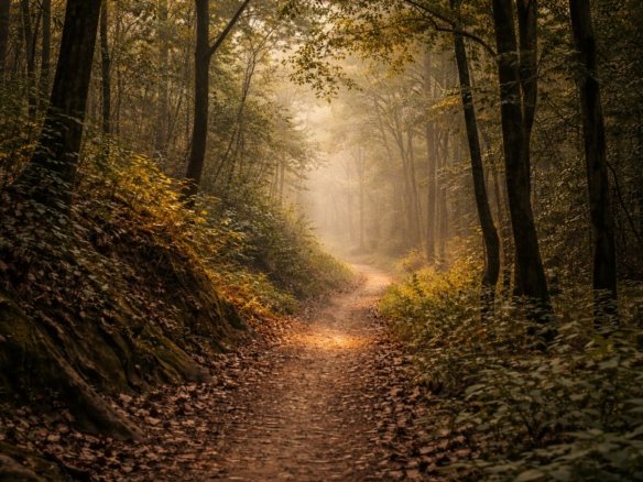 Quiet forest walking trail in Rishikesh during early morning hours with soft light and no crowds