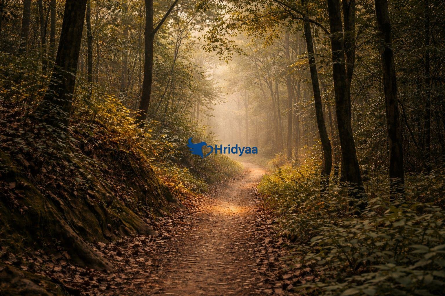 Quiet forest walking trail in Rishikesh during early morning hours with soft light and no crowds